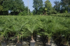chamaerops excelsa 